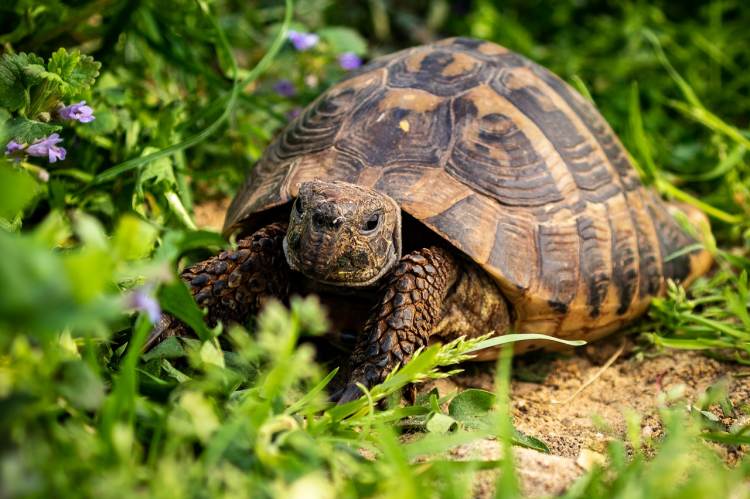 Görög teknős (Testudo hermanni) - Fotó: WenzlerDesign / Pixabay