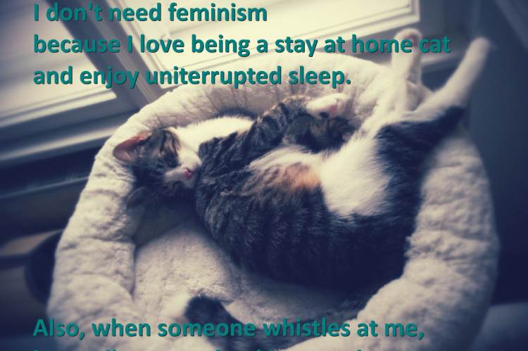 Forrás: Confused Cats Against Patriarchy 