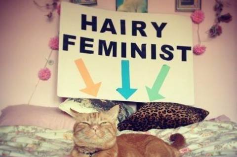 Forrás: Confused Cats Against Feminism 
